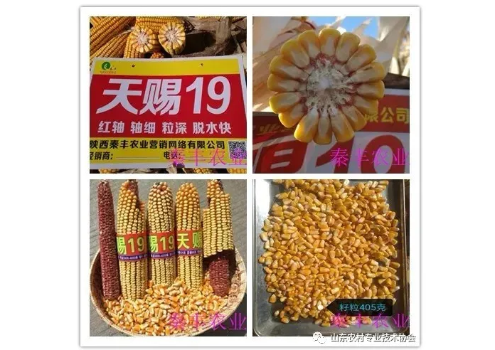 “疫”情 保春耕 山东农技协开展“优质农资下乡 绿色产品进城”服务活动